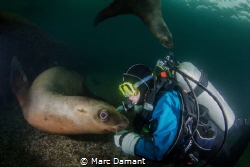 A little scratch! These sea lions liked to rub up against... by Marc Damant 